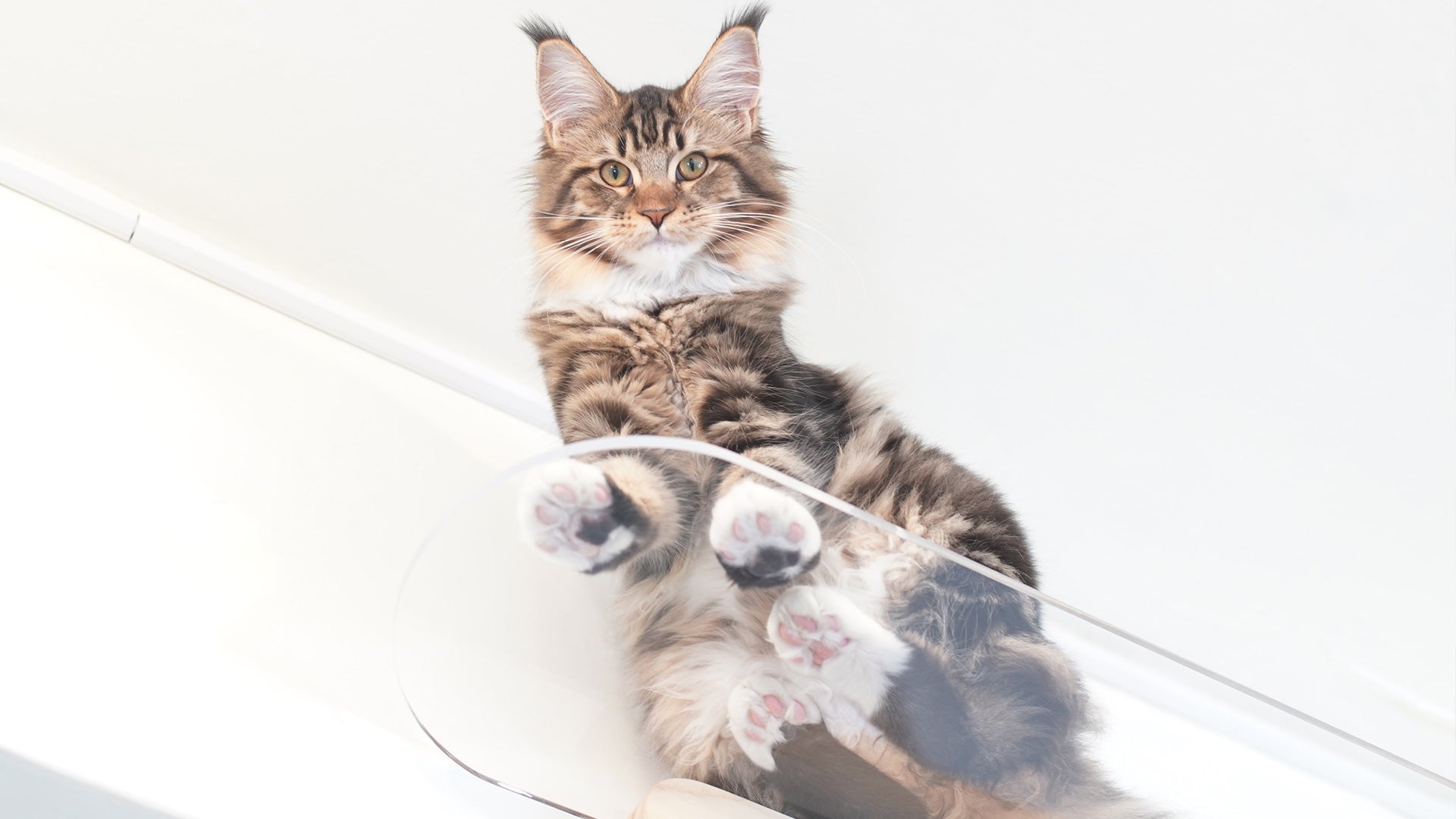 透明走道 x 粉紅肉球 x 超巨治癒貓手手