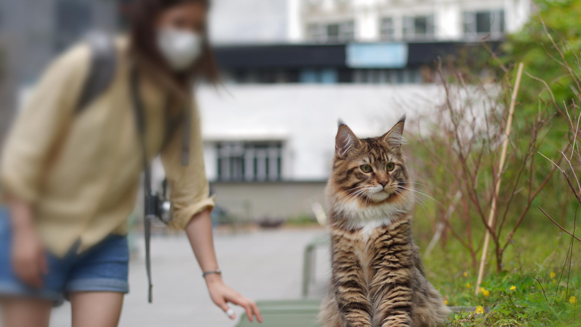 Nekoscube與貓咪の故事