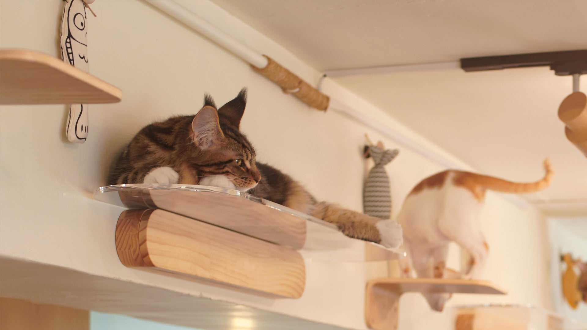 荃灣路德圍貓貓聖地