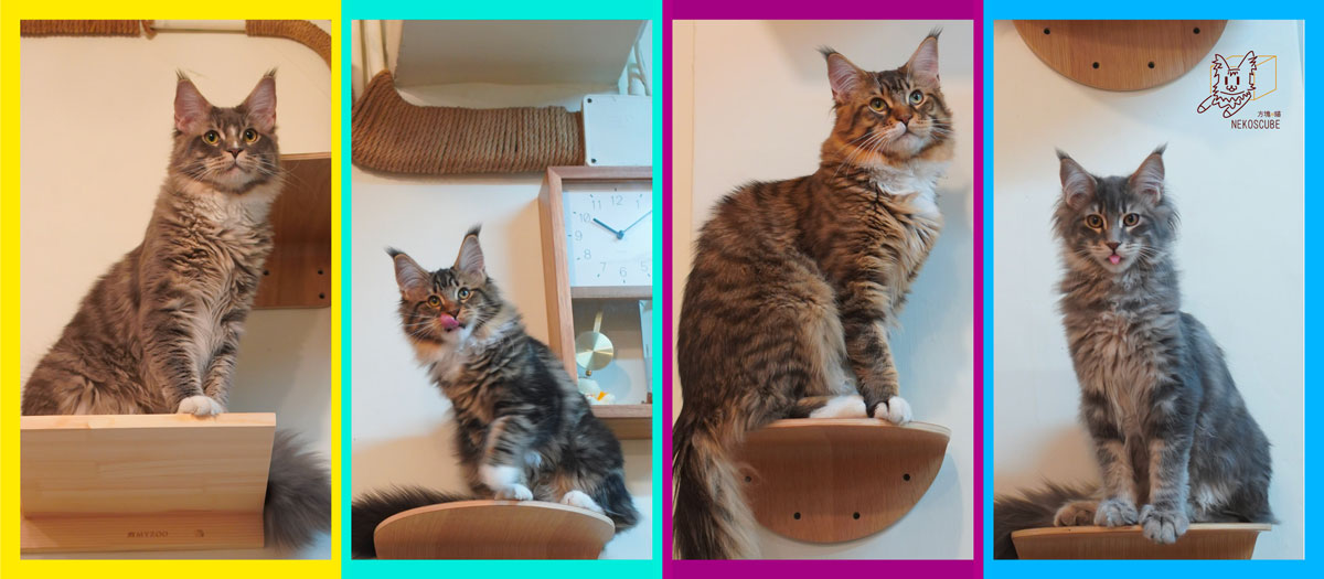 【溫柔巨人】緬因貓