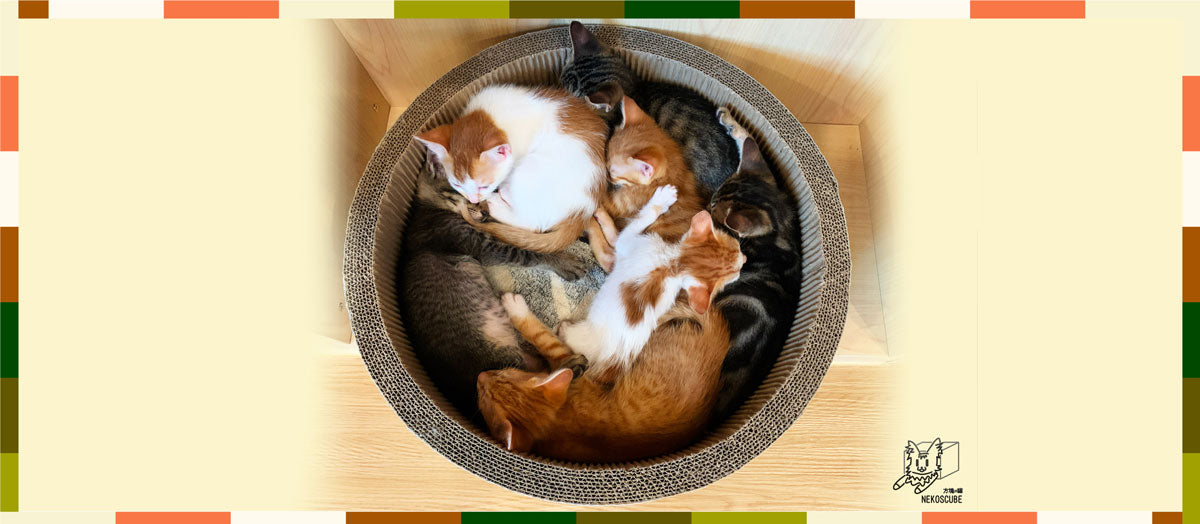 【百變魔怪】港短貓