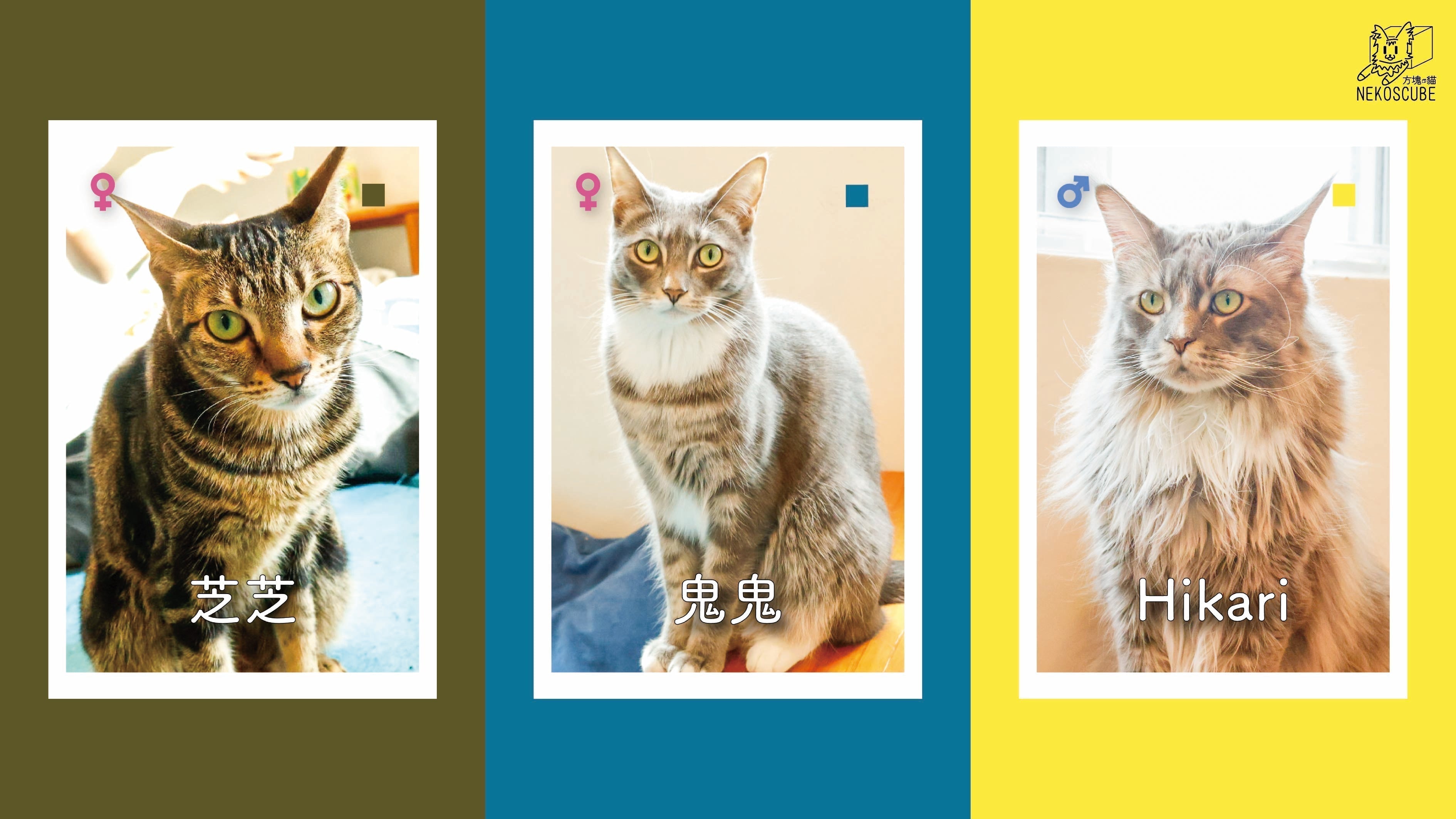 🟡 混血家｜芝芝 & Hikari
