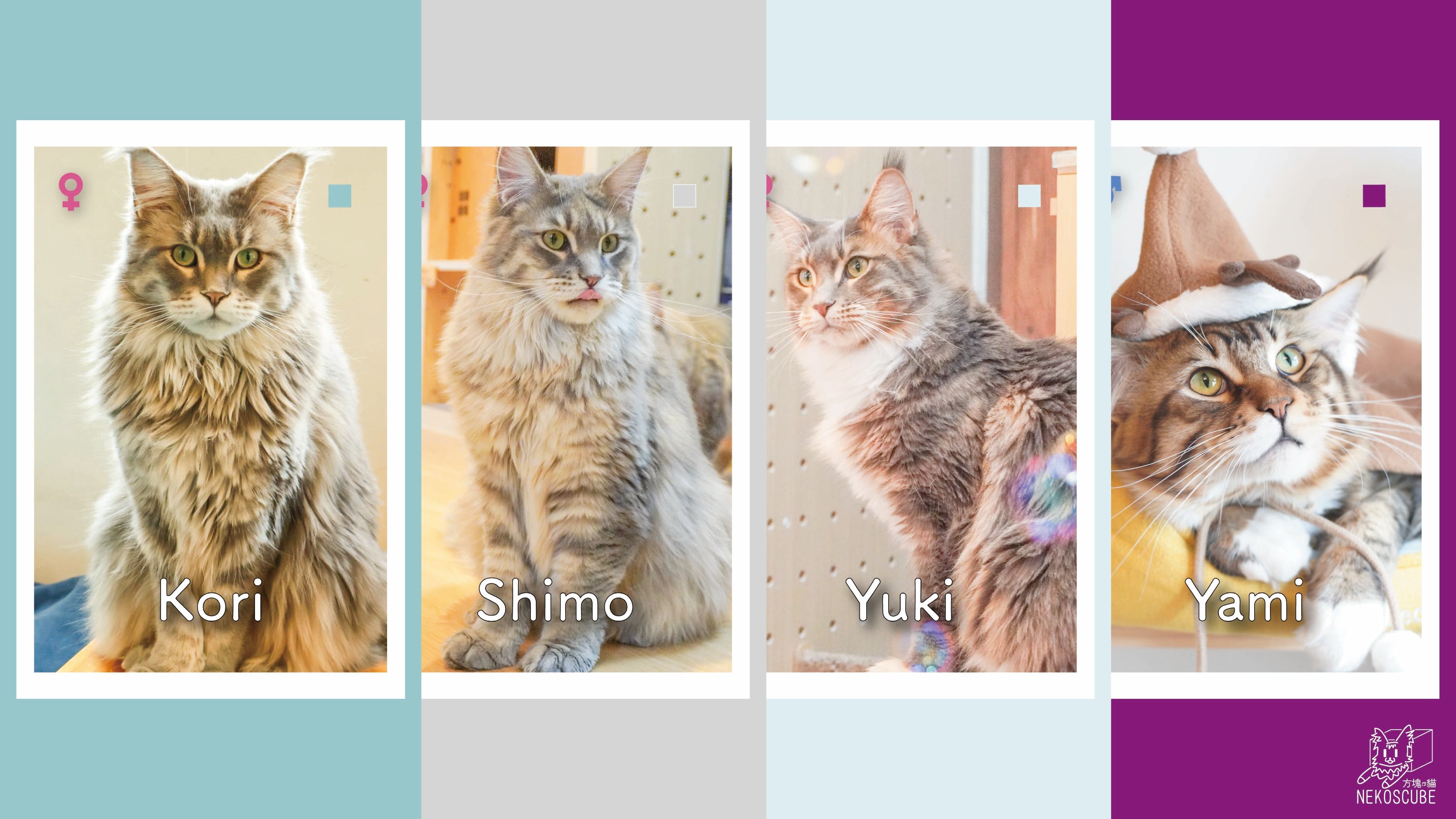 🟣 Yami 家｜夜與冰的血脈