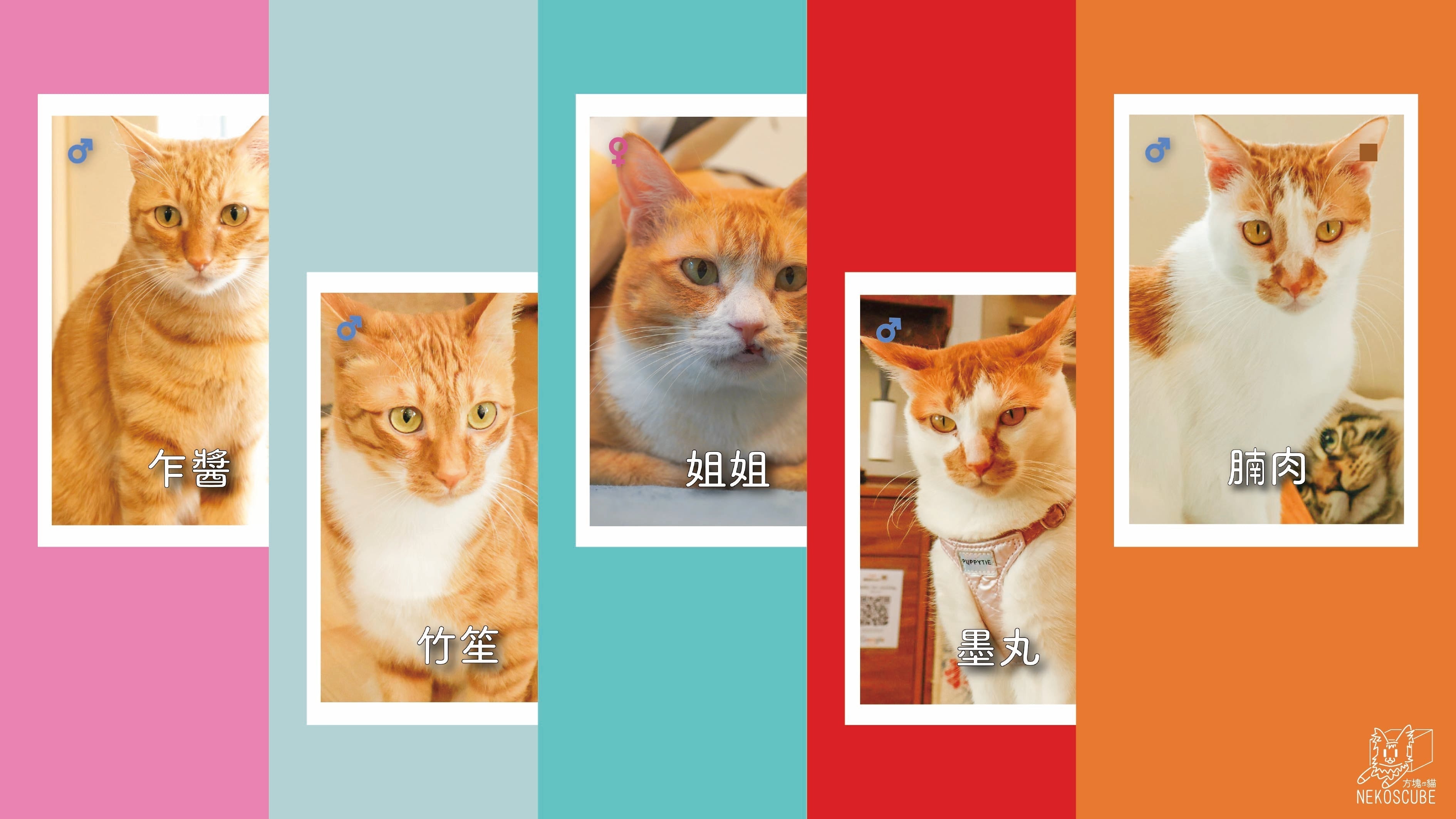 🟠 姐姐家｜陽光下的橘影