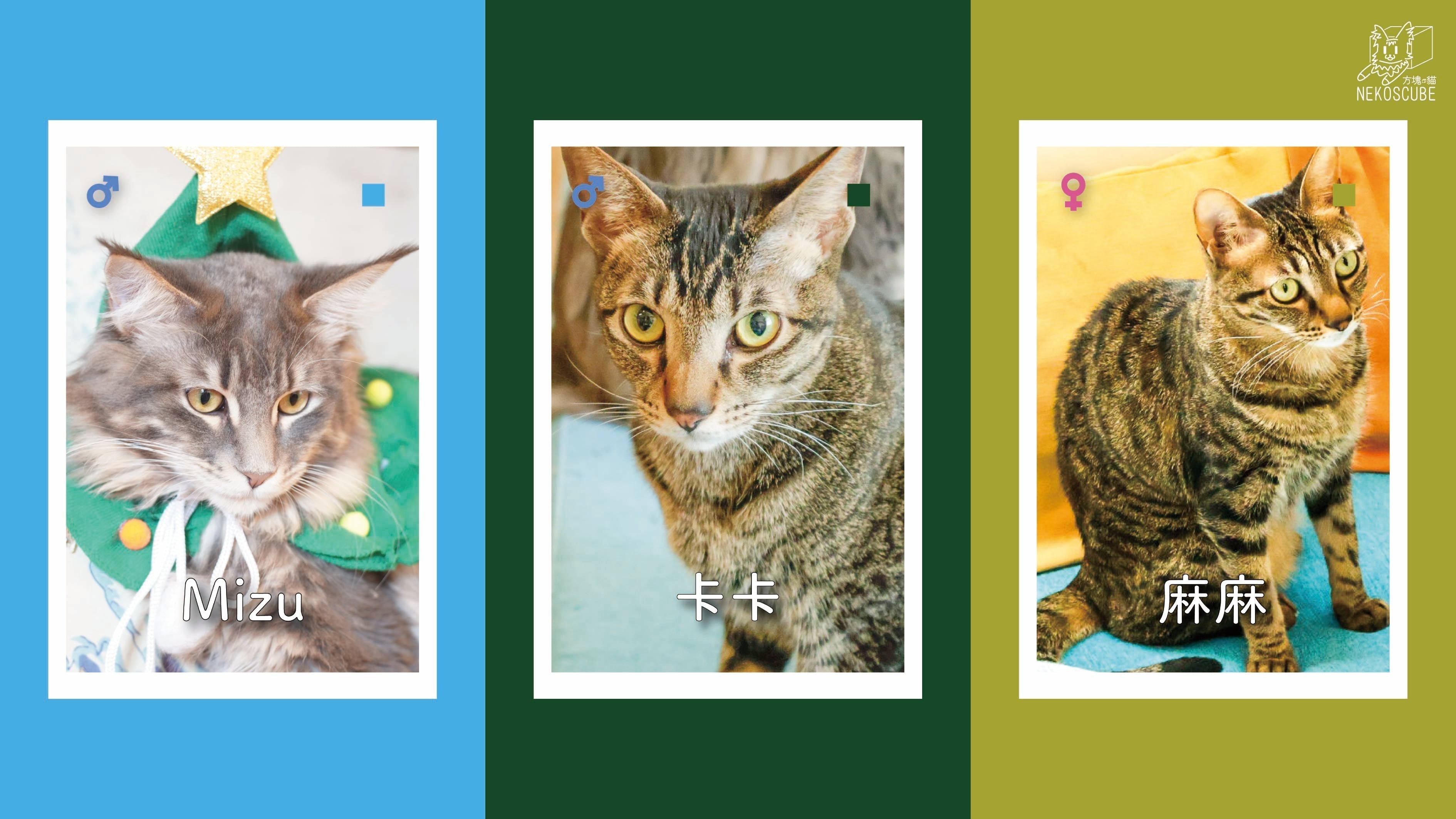 ⚫ 單身貓聯盟｜Mizu & 卡卡 & 麻麻