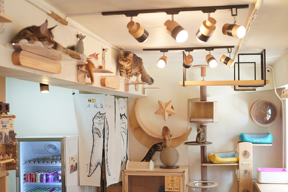 貓貓生活の天堂