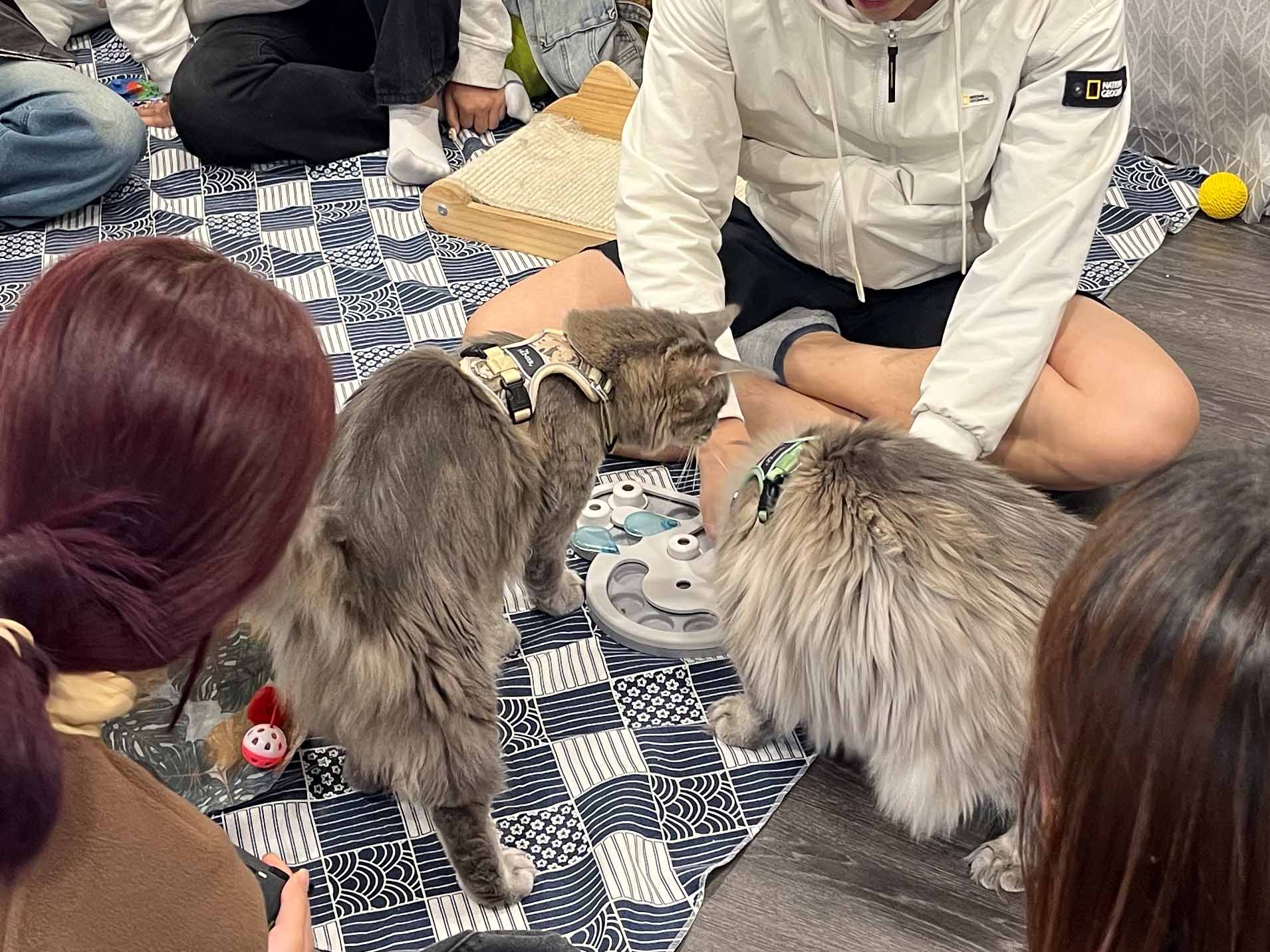 寵幸你-支援劏房青年就業計劃