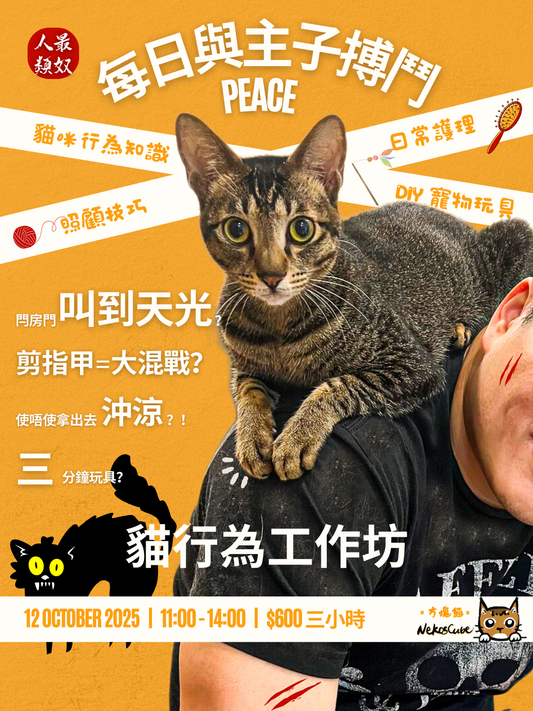 Nekoscube 貓行為工作坊 - Nekos Cube 方塊貓 | 荃灣貓Cafe