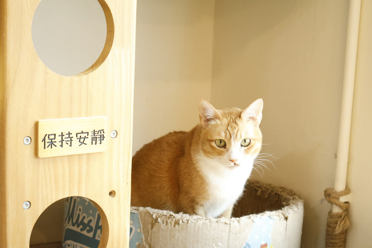 SUPPORT PLAN — 支持 + 貓精品 - Nekos Cube 方塊貓 | 荃灣貓Cafe