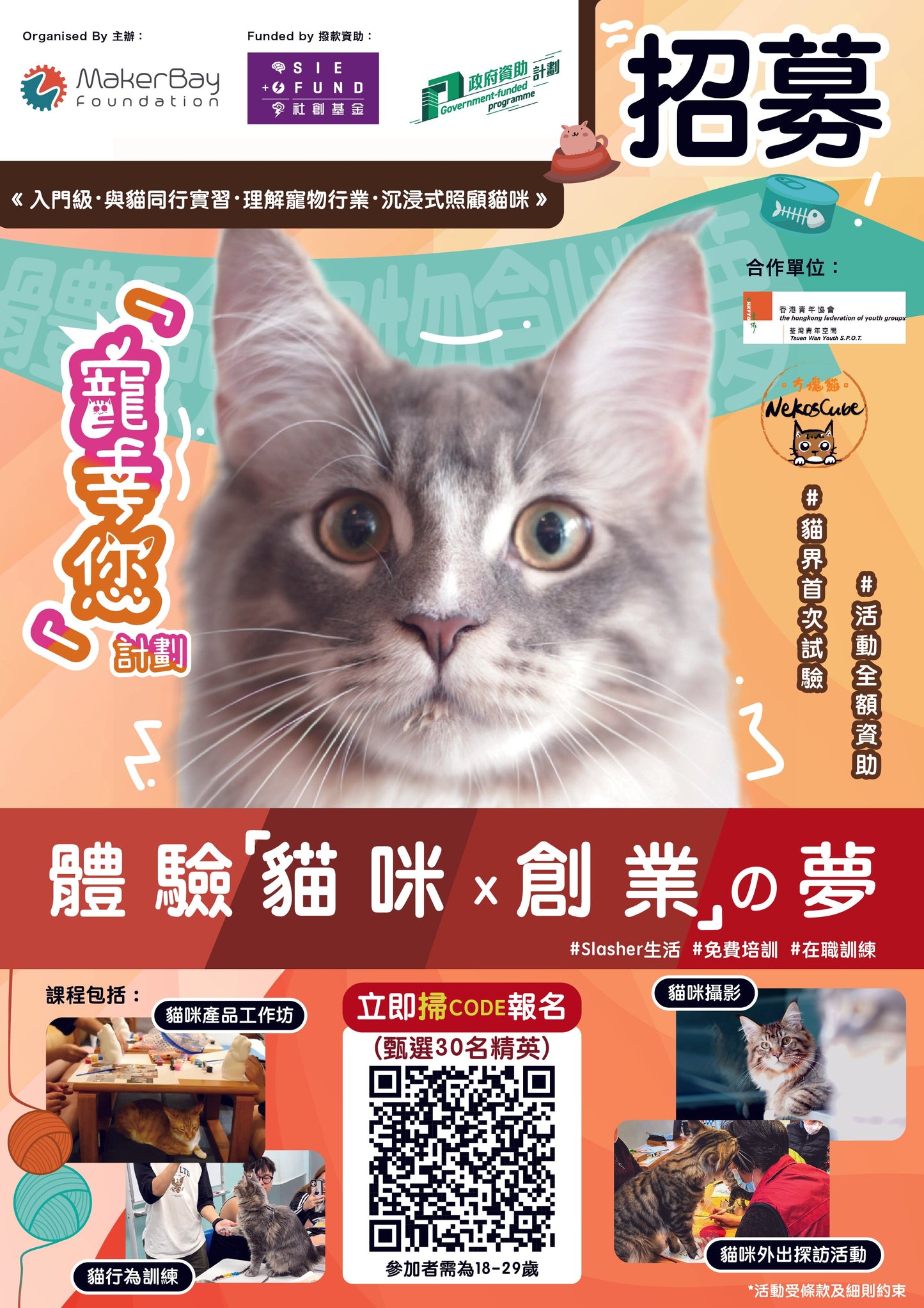 寵幸你計劃 - Nekos Cube 方塊貓 | 荃灣貓Cafe