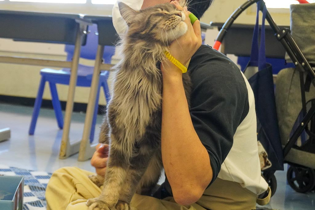 Cat Professional Training– Nekos Cube