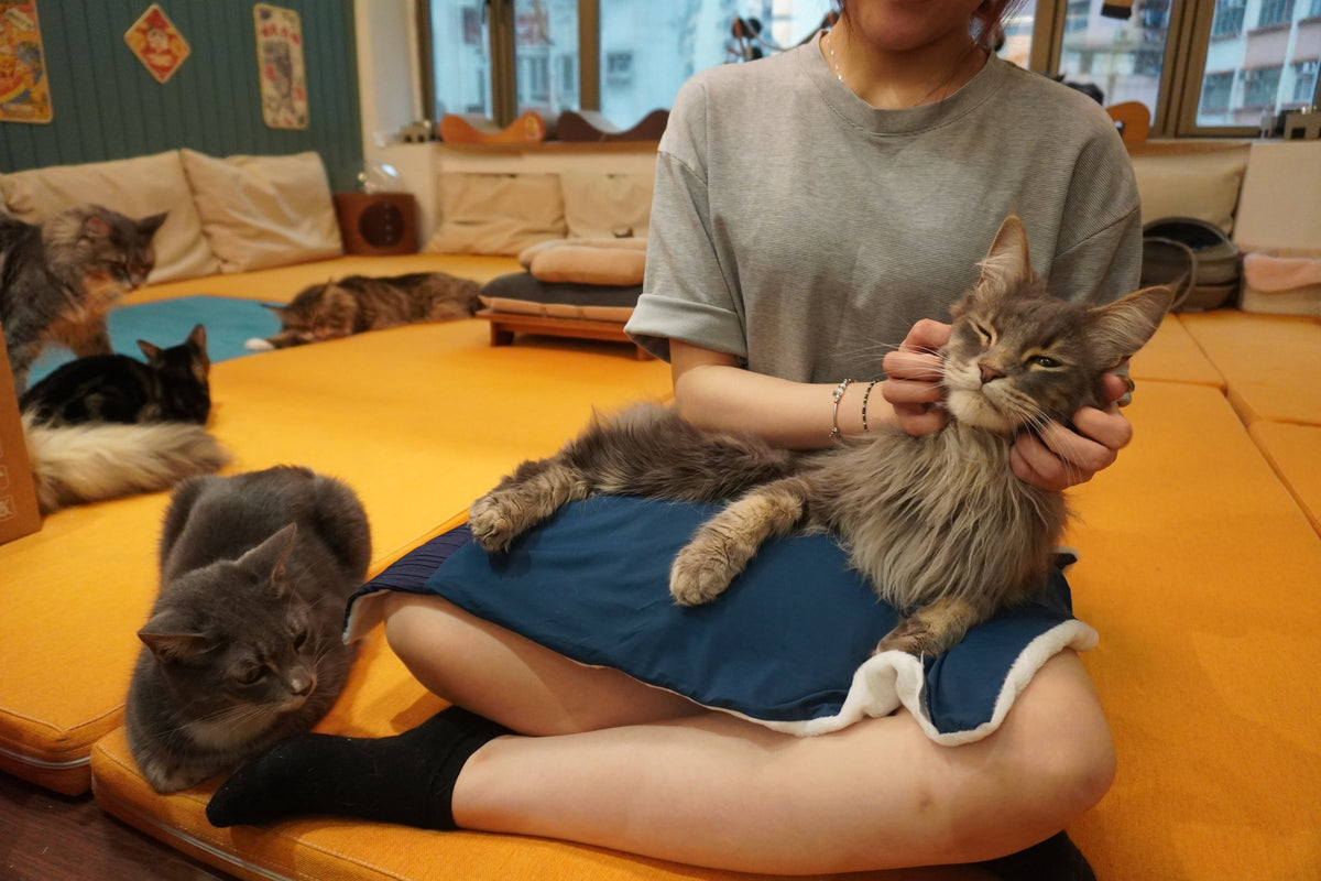 Pettellyava Quin Mini親子多功能被枕 - Nekos Cube 方塊貓 | 荃灣貓Cafe