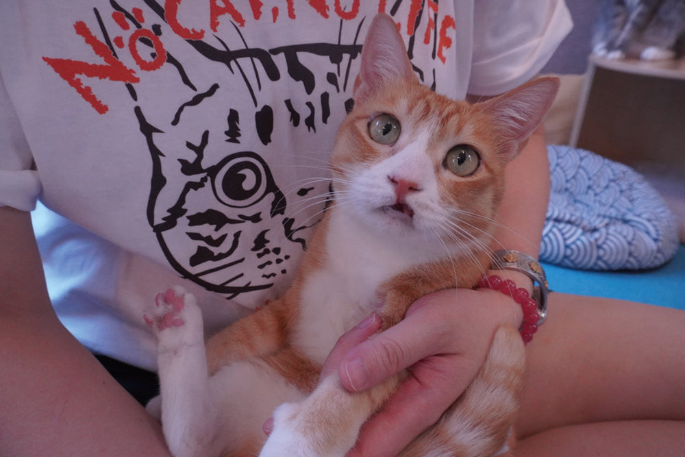 SUPPORT PLAN — Premium 支持 - Nekos Cube 方塊貓 | 荃灣貓Cafe