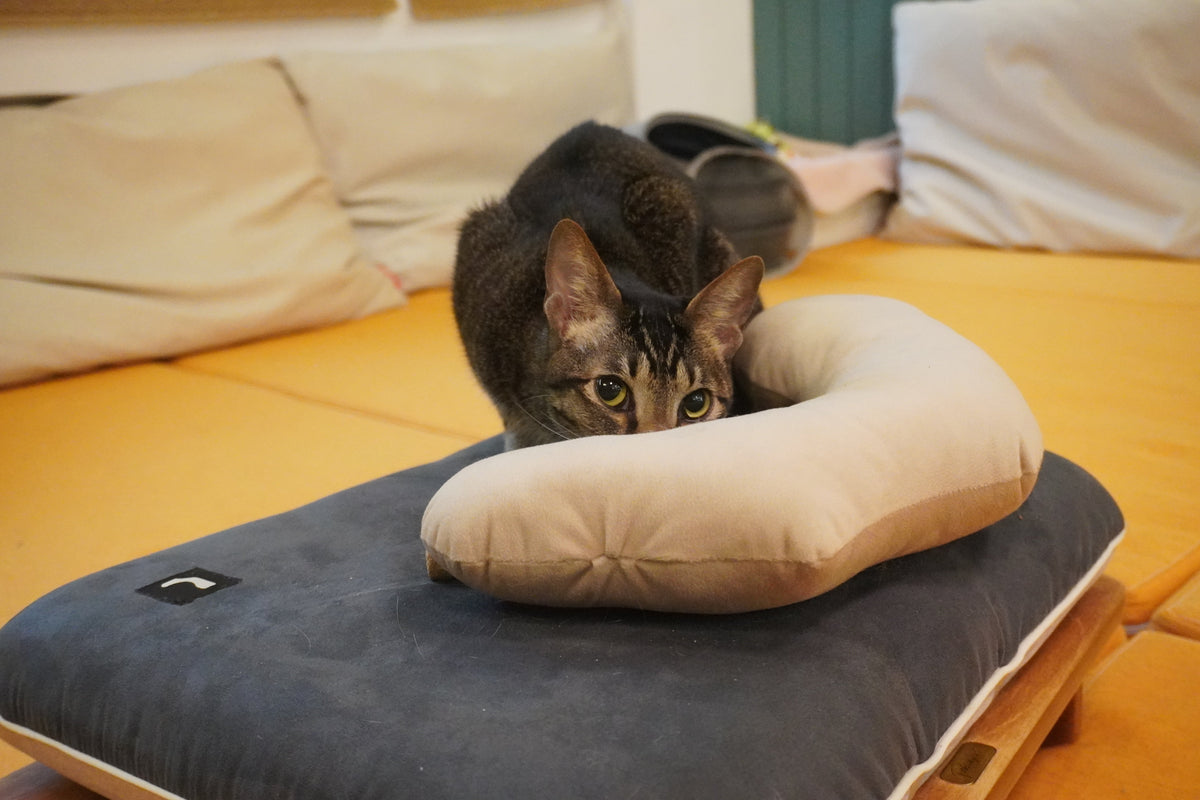 Pettellyava Surro 寵物床 連樺木床架套裝 - Nekos Cube 方塊貓 | 荃灣貓Cafe