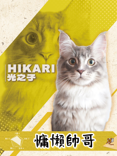 Japanese-style interactive cat cafe - Nekos Cube | Tsuen Wan Cat Cafe