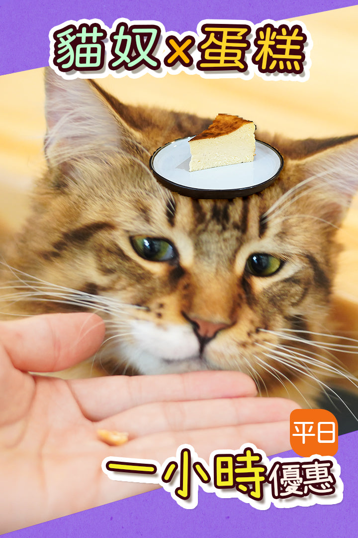平日【貓奴x蛋糕】一。小時優惠 - Nekos Cube 方塊貓 | 荃灣貓Cafe