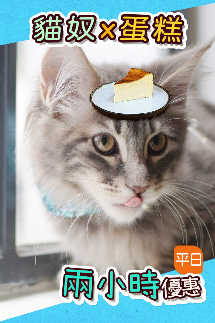 平日【貓奴x蛋糕】兩。小時優惠 - Nekos Cube 方塊貓 | 荃灣貓Cafe