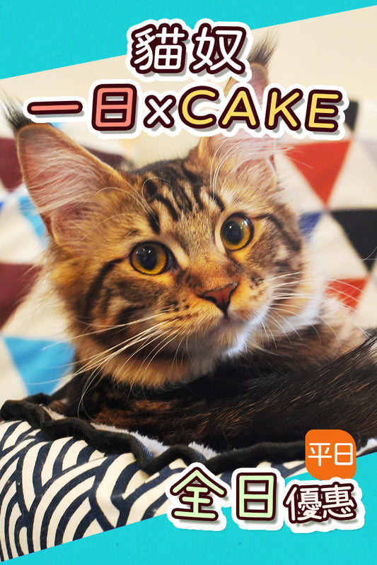 【貓奴x蛋糕日票】 - Nekos Cube 方塊貓 | 荃灣貓Cafe