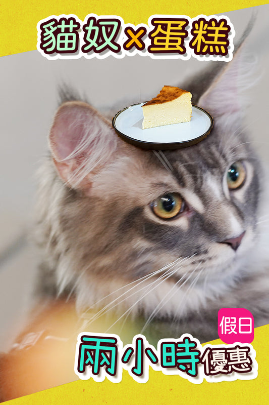 假日【貓奴x蛋糕 】 兩。小時優惠 - Nekos Cube 方塊貓 | 荃灣貓Cafe